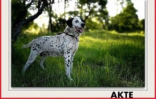 20kg,średnia,łagodna,sterylizowana suczka AKTE.Adopcja, łódzkie Łódź, Łódzkie, Łódź