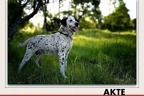 20kg,średnia,łagodna,sterylizowana suczka AKTE.Adopcja,  łódzkie Łódź, Łódzkie, Łódź