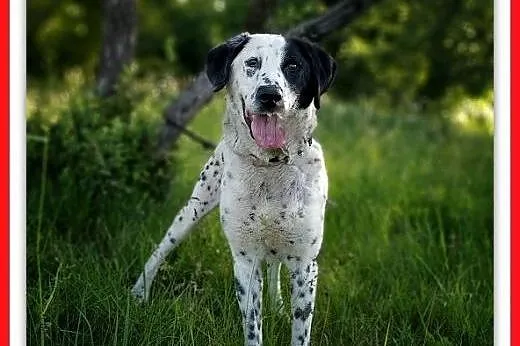 20kg,średnia,łagodna,sterylizowana suczka AKTE.Adopcja,  łódzkie Łódź, Łódzkie, Łódź