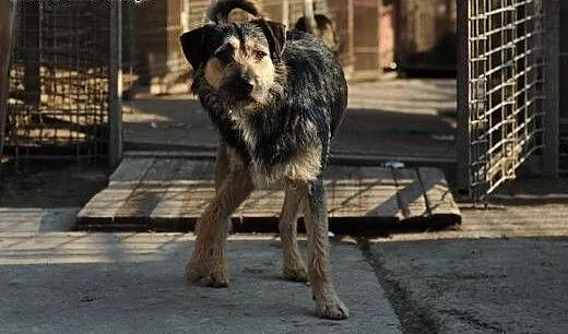 Uroczy Baruś do adopcji , lubelskie Świdnik