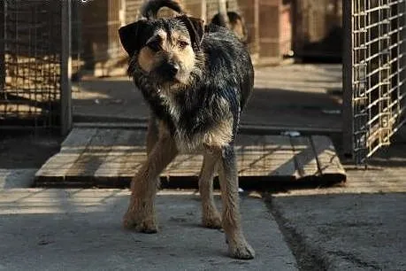 Uroczy Baruś do adopcji ,  lubelskie Świdnik