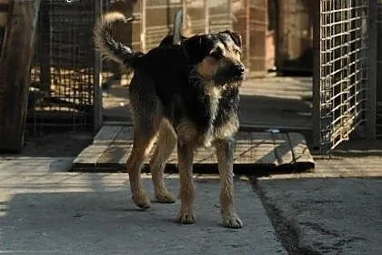 Uroczy Baruś do adopcji ,  lubelskie Świdnik