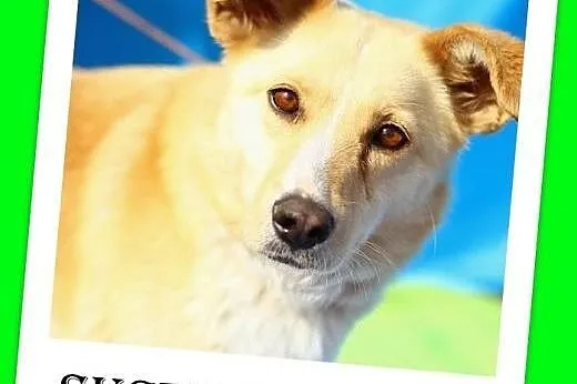 Fajna suczka jak mini labrador,wesoła,przyjazna PI