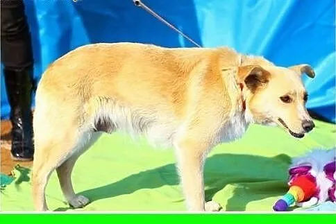 Fajna suczka jak mini labrador,wesoła,przyjazna PI