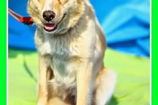 Fajna suczka jak mini labrador,wesoła,przyjazna PI