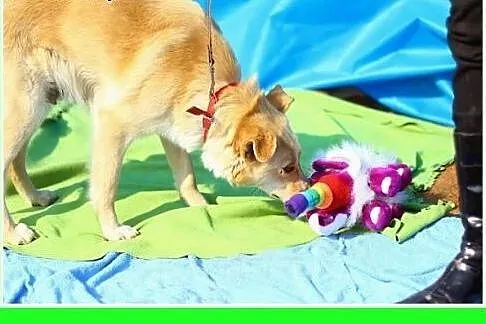 Fajna suczka jak mini labrador,wesoła,przyjazna PI