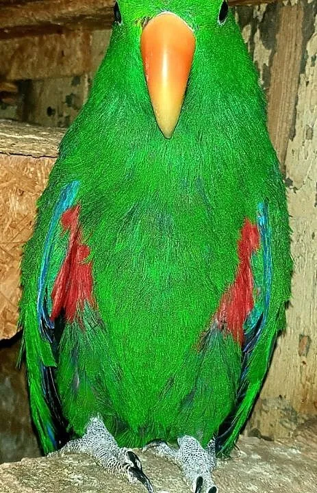 Lora wielka samiec lory wielkie papuga papugi duża dużej budowy, , Wrocław
