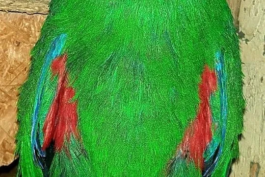 Lora wielka samiec lory wielkie papuga papugi duża dużej budowy, , Wrocław