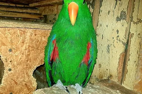 Lora wielka samiec lory wielkie papuga papugi duża, Wrocław