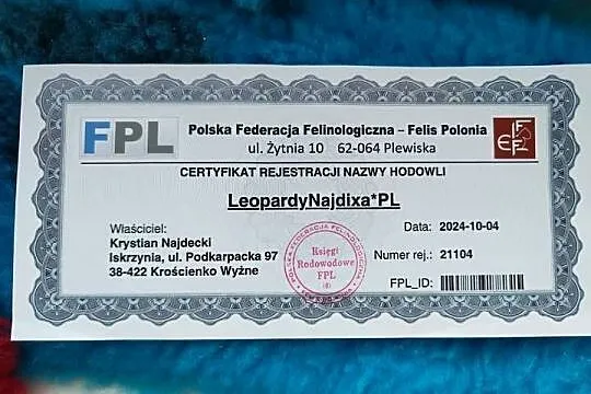 koty bengalskie kot bengalski Benjamin miot B Felis polonia FPL, Podkarpackie, Iskrzynia