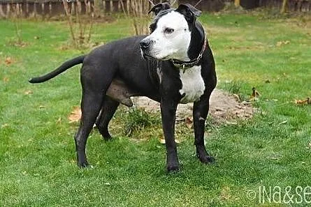 Kornel 8-letnii amstaff szuka domu,  mazowieckie W