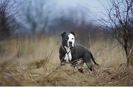 Kornel 8-letnii amstaff szuka domu,  mazowieckie W