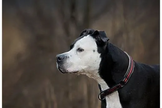 Kornel 8-letnii amstaff szuka domu,  mazowieckie W