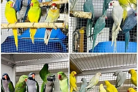 !!! Papuga Papugi Aleksandretty Aleksandretta Obroźna Chińska Wielka !!!