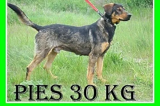 30kg,bardzo żywiołowy,łagodny,pełen energii,pies G