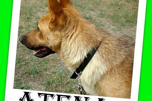 Owczarek mix,mądra,przyjazna,piękna,zjawiskowa suka ATENA>Adopcja,  małopolskie Kraków