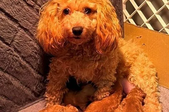 Maltipoo F1B Poznań