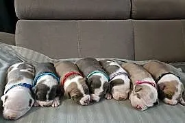 Szczenięta American staffordshire terrier