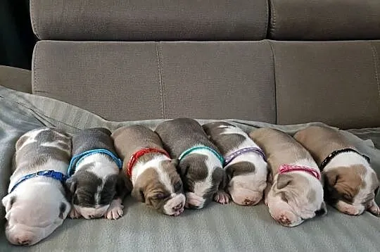 Szczenięta American staffordshire terrier