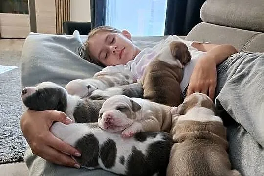 Szczenięta American staffordshire terrier, Mazowieckie, Wyszków