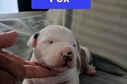 Szczenięta American staffordshire terrier, Mazowieckie, Wyszków
