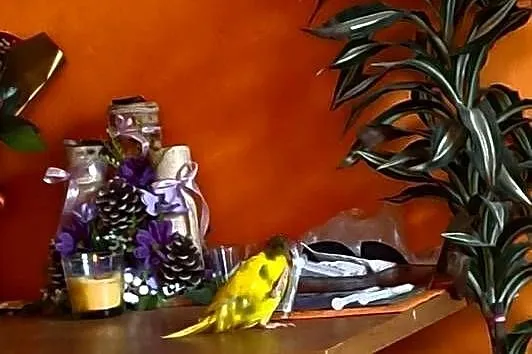 Witam sprzedam papugi kozy ręcznie karmione, Małopolskie, Wawrzeńczyce