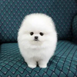 Szczenięta pomeraniana wytresowane w domu na sprzedaż