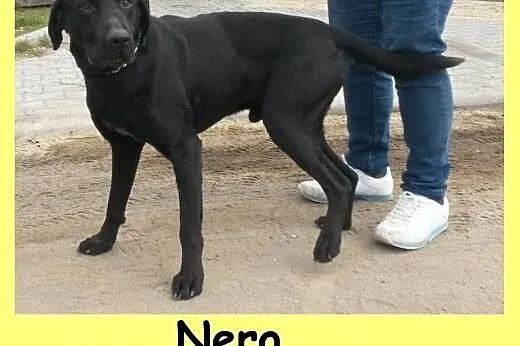Nero - czarny labek mix do szuka domu,  dolnośląskie Wrocław