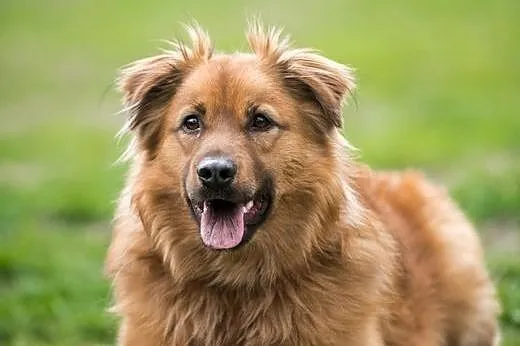 Pieszczoch BURSZTYN poleca się do adopcji,  mazowi