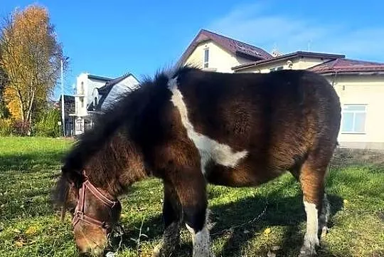 Sprzedam kuca szetlandzkiego