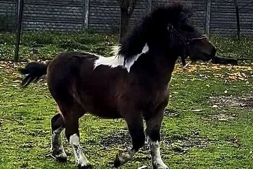 Sprzedam kuca szetlandzkiego, Łódzkie, Czerniewice