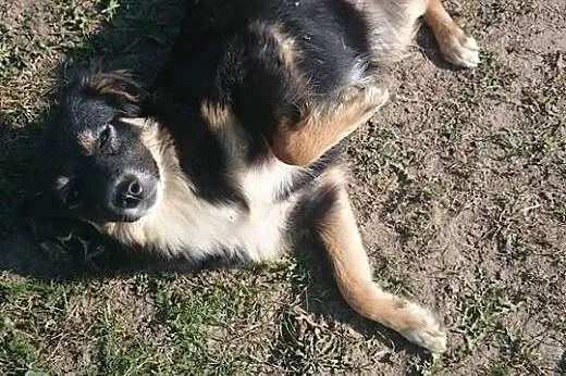Śliczna, mała sunia szuka domu!,  Kundelki cała Po