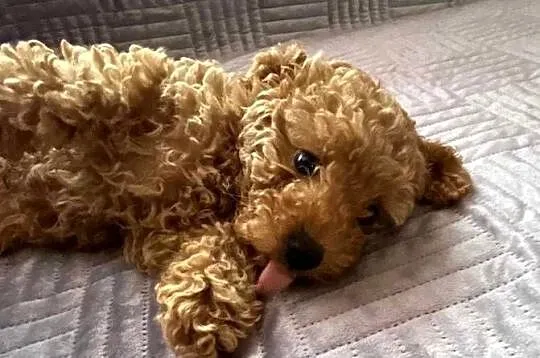 Pudel Toy red - piesek