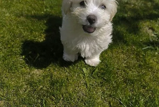 Bichon Frise szczenię , Drzewce