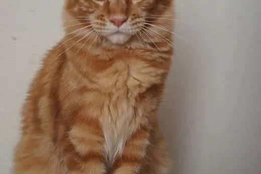 MAINE COON - do odbioru, ,  wielkopolskie Rzeszów