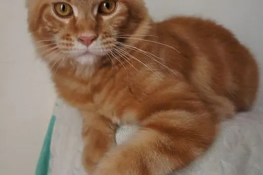 MAINE COON - do odbioru, ,  wielkopolskie Rzeszów