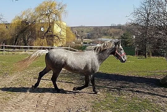 Sprzedam trzy Lipicany, Świętokrzyskie, Sandomierz