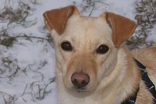 Abi – kremowo – biszkoptowa pi