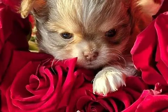 Chihuahua Biszkoptowy piesek Xxs ***