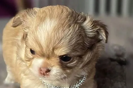 Chihuahua Biszkoptowy piesek Xxs ***, Śląskie, Bielsko-Biała