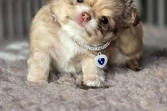 Chihuahua Biszkoptowy piesek Xxs ***, Śląskie, Bielsko-Biała