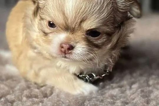 Chihuahua Biszkoptowy piesek Xxs ***, Śląskie, Bielsko-Biała