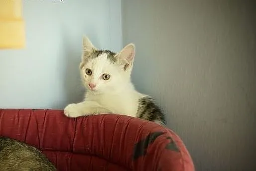 Mira maleństwo do adopcji , śląskie Tarnowskie Góry