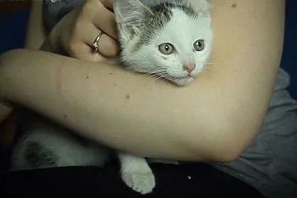 Mira maleństwo do adopcji ,  śląskie Tarnowskie Gó