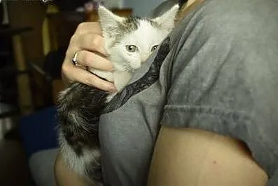 Mira maleństwo do adopcji ,  śląskie Tarnowskie Gó