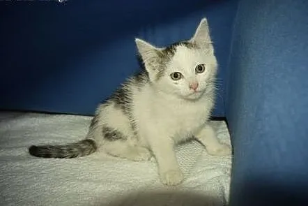 Mira maleństwo do adopcji ,  śląskie Tarnowskie Gó
