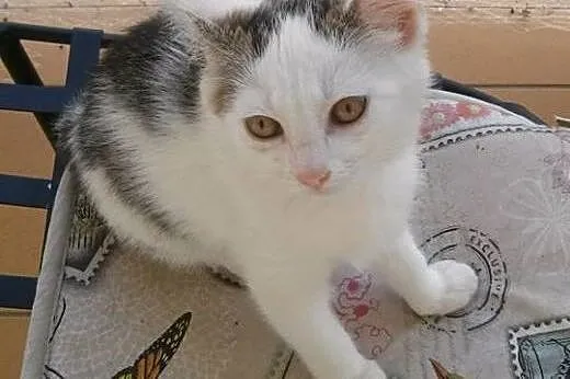 Mira maleństwo do adopcji ,  śląskie Tarnowskie Gó