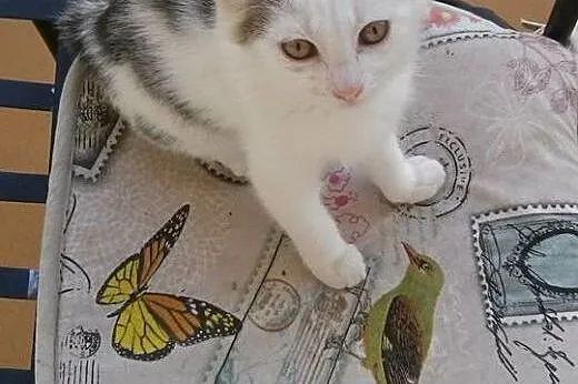 Mira maleństwo do adopcji ,  śląskie Tarnowskie Gó