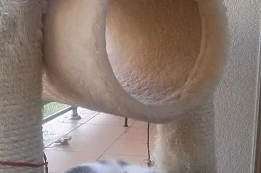 Mira maleństwo do adopcji ,  śląskie Tarnowskie Gó