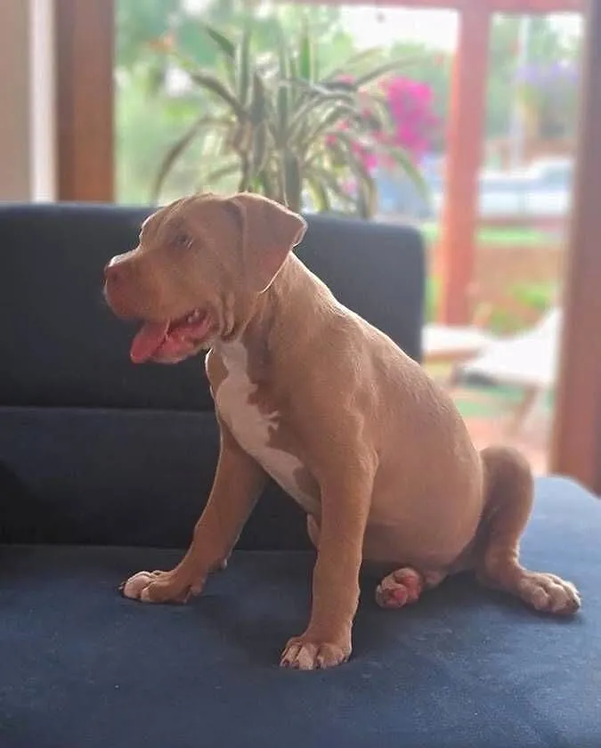 American bully XL, Kujawsko-pomorskie, Raciążek